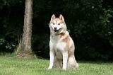 SIBERIAN HUSKY 971